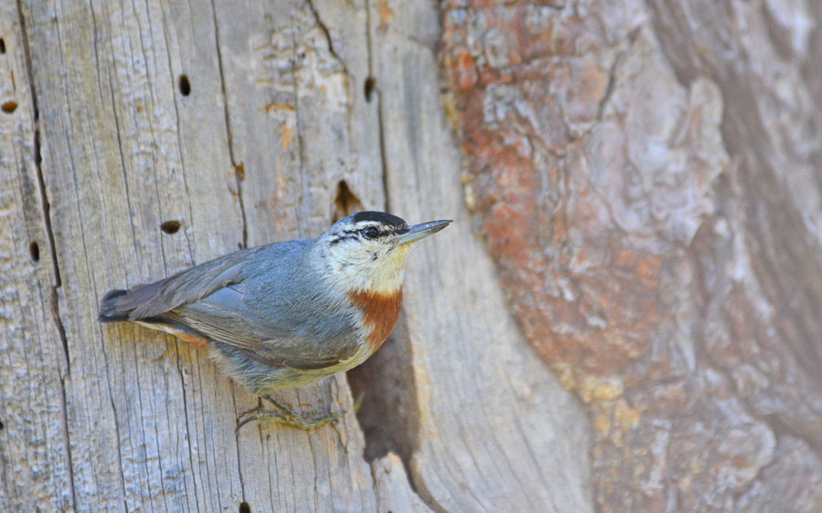 Georgia birding tours