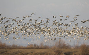 Azerbaijan birding tours