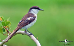 New Caledonia birding tours