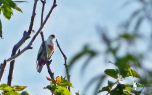 Fiji birding tours