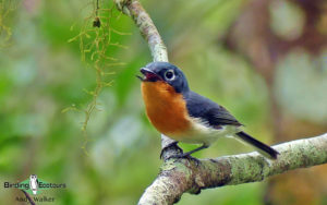 New Caledonia birding tours