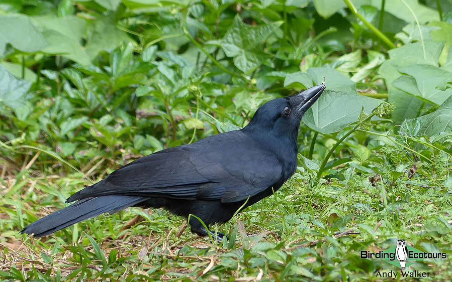 New Caledonia birding tours