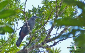 New Caledonia birding tours