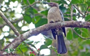 New Caledonia birding tours