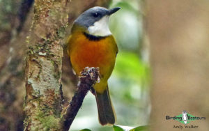 New Caledonia birding tours