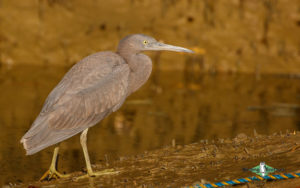 Samoa birding tours