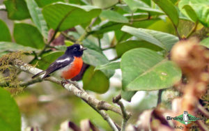 Fiji birding tours