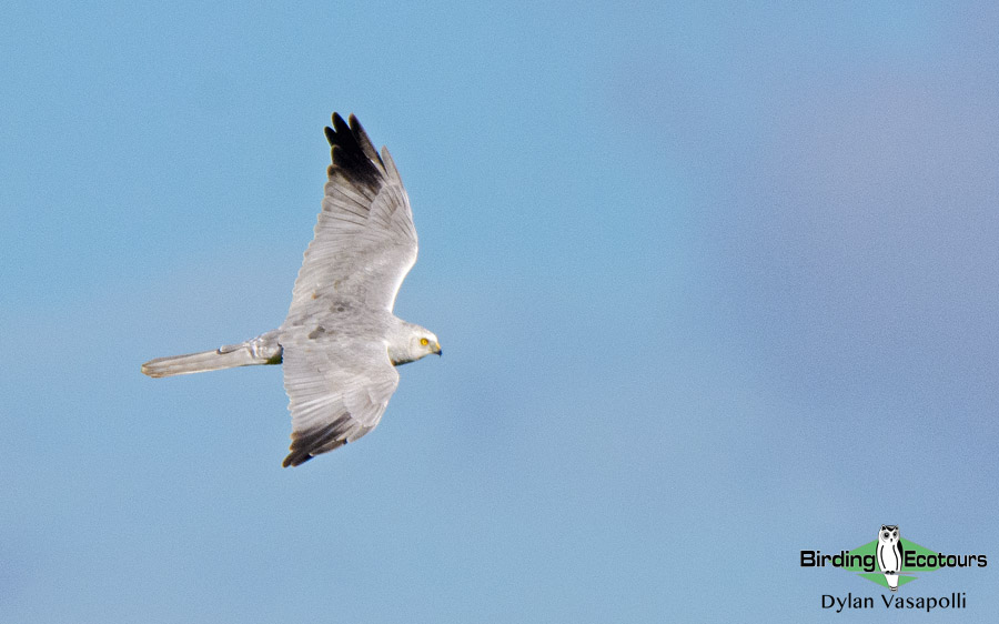 Azerbaijan birding tours