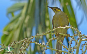 Samoa birding tours