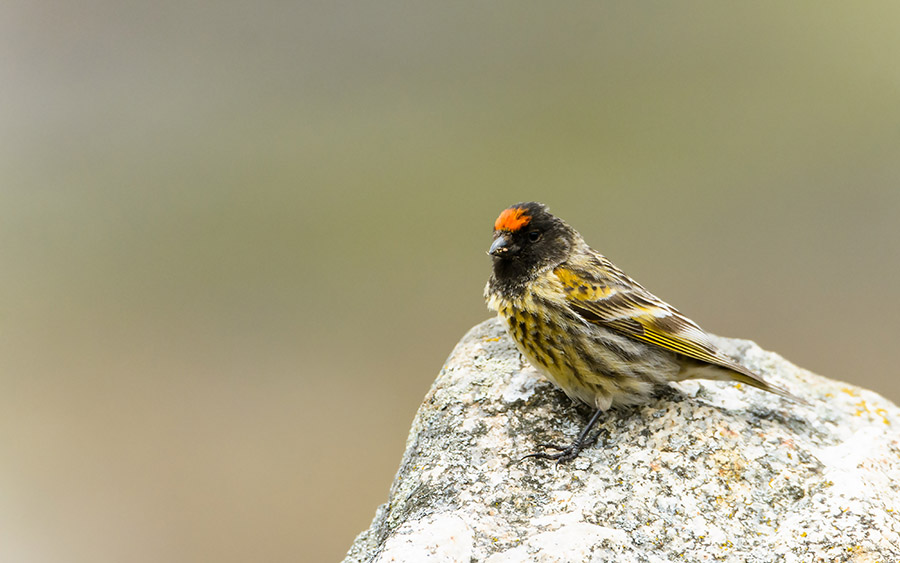Georgia: Mountain and Steppe Birding in Winter - Birding Ecotours