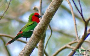 New Caledonia birding tours