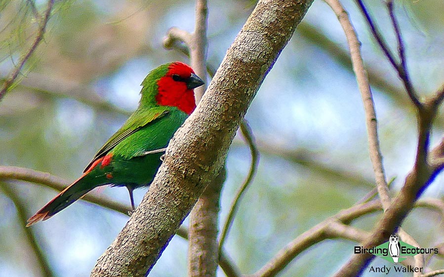 New Caledonia birding tours