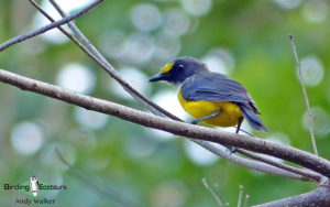 Samoa birding tours