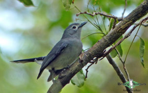 Fiji birding tours