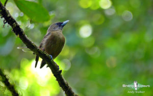 New Caledonia birding tours