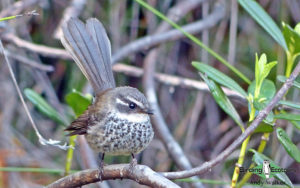 New Caledonia birding tours
