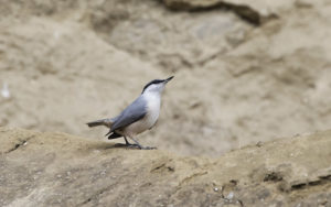 Azerbaijan birding tours