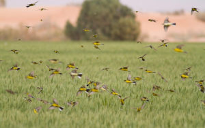 Georgia birding tours