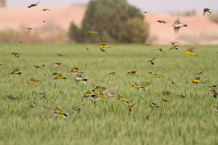 Georgia birding tours