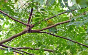Fiji birding tours