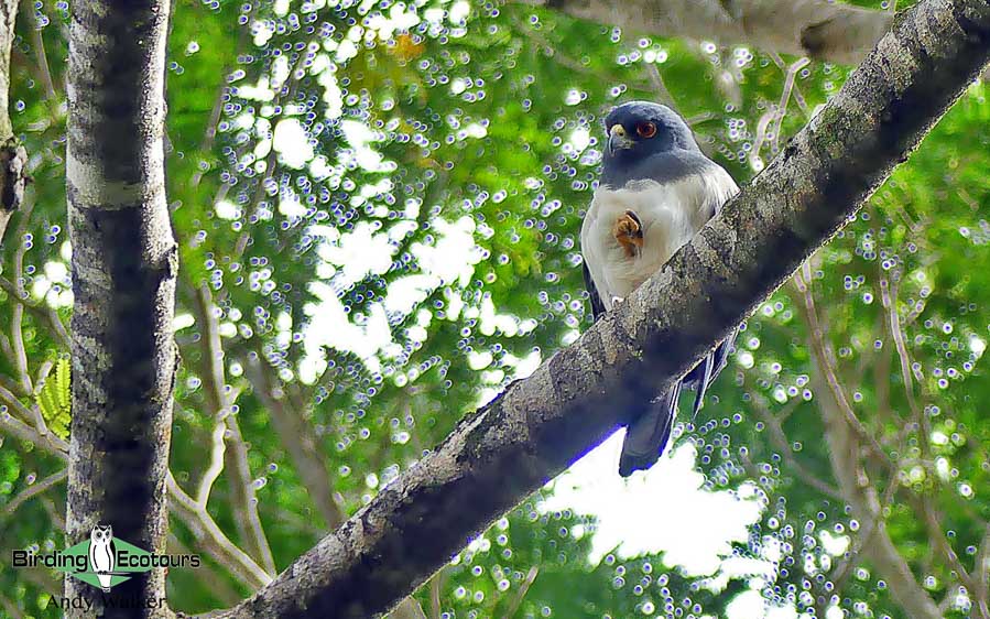 New Caledonia birding tours