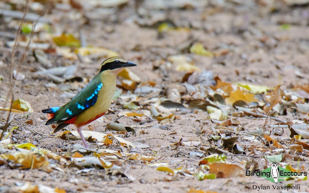 Mozambique birding blog