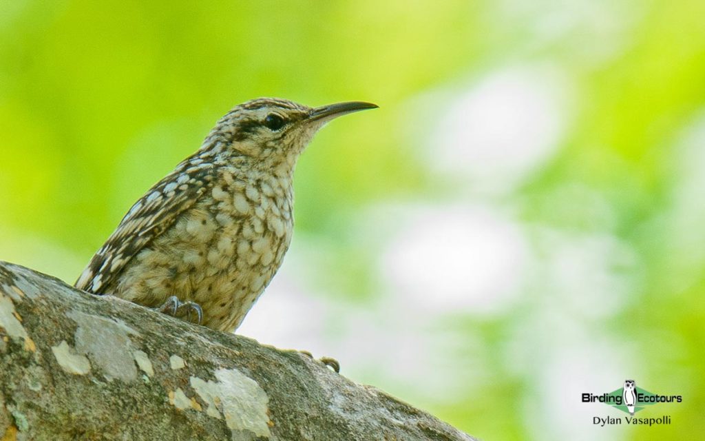 Mozambique birding blog