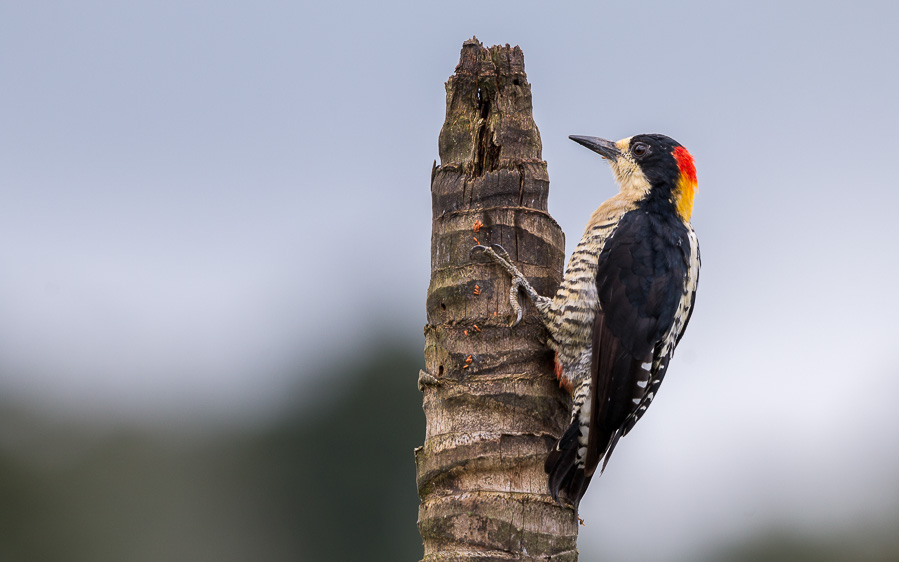 Colombia birding tours