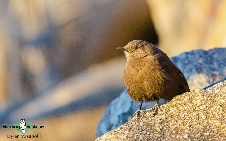 Mozambique birding blog