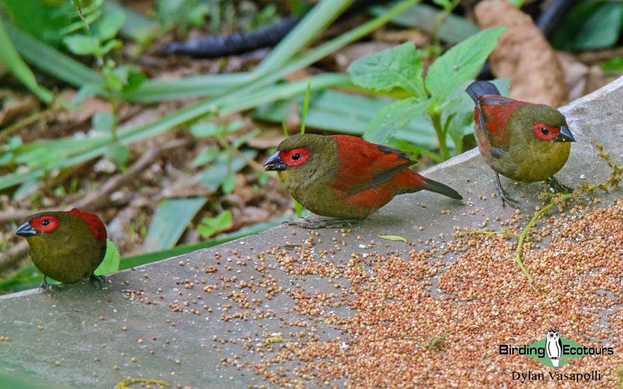 Mozambique birding blog