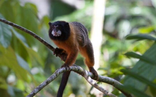 Napo wildlife center