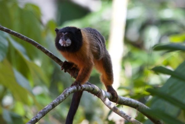 Napo wildlife center