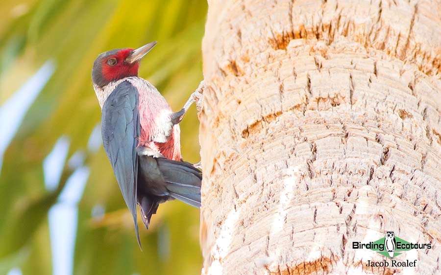 Woodpeckers of America