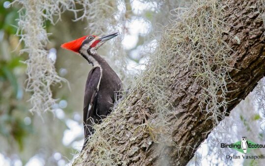Woodpeckers of America