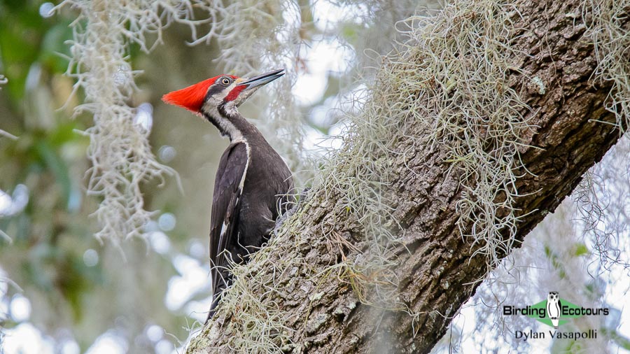 Woodpeckers of America