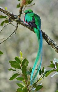 Guatemala birding tours