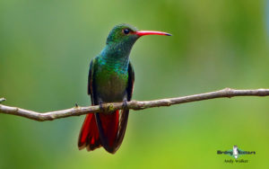 Neotropical galleries