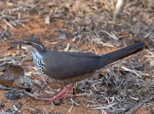 Birding Africa How To Bird The Continent Strategically Birding Ecotours