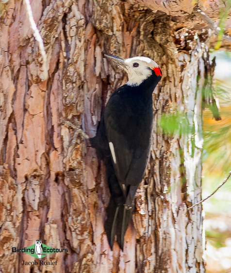 Woodpeckers of America