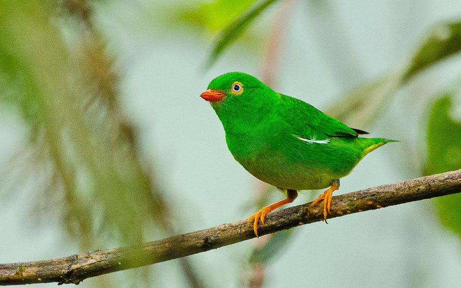 Colombia birding tours