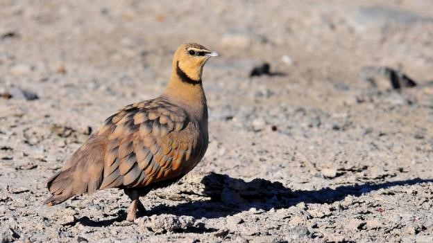 Birding Africa: how to bird the continent strategically