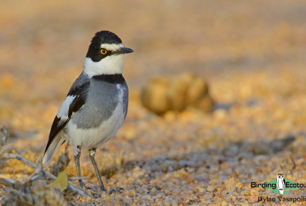 Birding Africa: how to bird the continent strategically