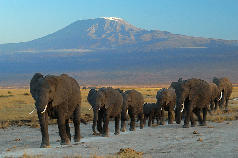 Kenya birding tours