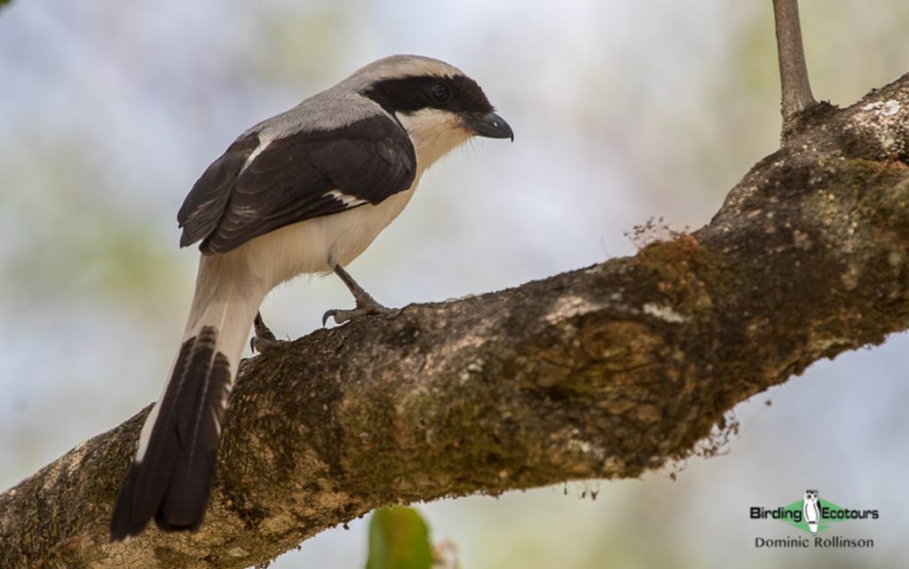 Kenya birding tours