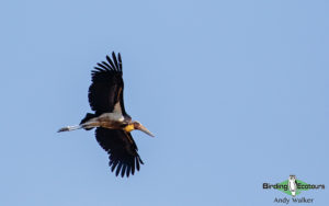 Nepal birding tours