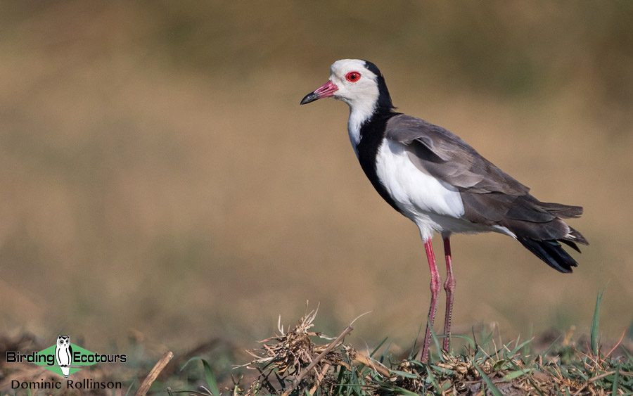 Kenya birding tours