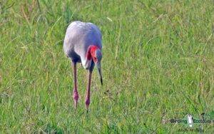 Nepal birding tours