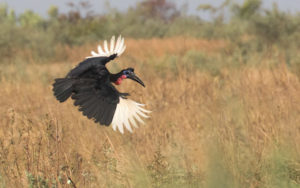 Gambia birding tours
