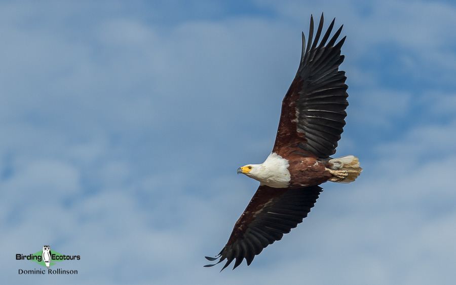 Gambia birding tours