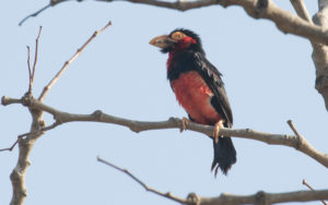 Gambia birding tours